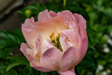 Bahçedeki pembe şakayık çiçeği