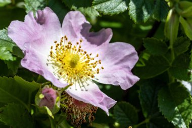 Bahçedeki pembe çiçekleri kapat.