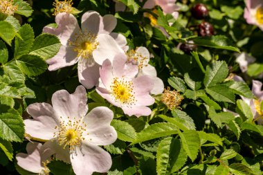 Bahçedeki pembe çiçekleri kapat.