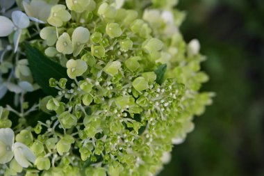 Bahçedeki güzel beyaz çiçekler