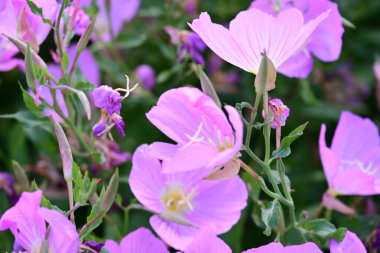 Bahçedeki pembe çiçekleri kapat.