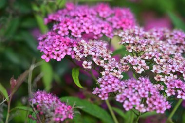 mor spirea çiçekleri kapatın