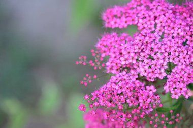 mor spirea çiçekleri kapatın