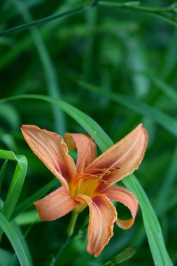 Zambak çiçeği Bahçe 