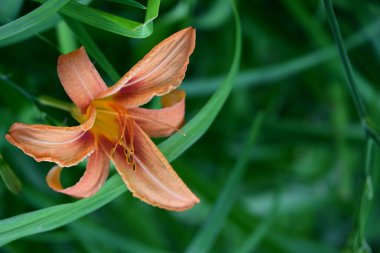 Zambak çiçeği Bahçe 