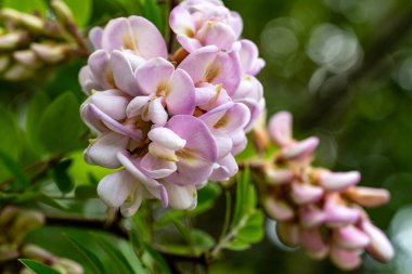 Bahçedeki pembe çiçekleri kapat.