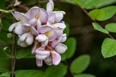 Bahçedeki pembe çiçekleri kapat.