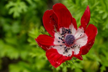 Bahçedeki güzel kırmızı çiçekler