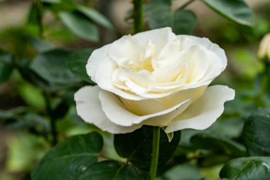 Bahçedeki beyaz çiçeğe yaklaş..