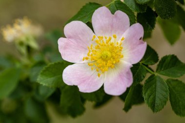 Bahçedeki pembe çiçekleri kapat.