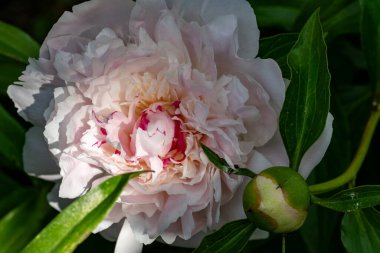 Yakın plan - parkta şakayık çiçeği fotoğrafı