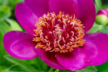 Bahçedeki pembe çiçekleri kapat.