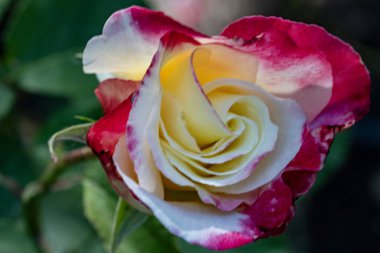 Güzel gülü yakın çekim