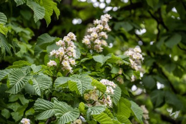 Bahçedeki güzel beyaz çiçekler