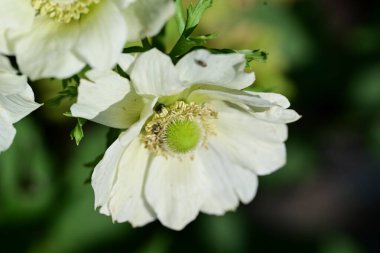 Bahçedeki güzel şakayık çiçekleri
