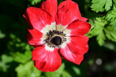 Bahçedeki güzel kırmızı çiçekler