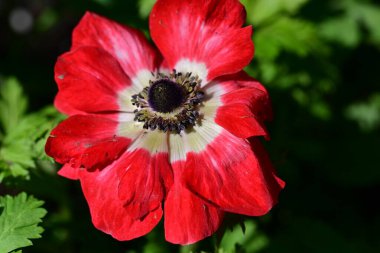 Bahçedeki güzel kırmızı çiçekler