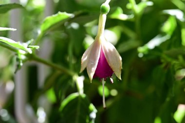 Bahar bahçesinde yetişen güzel çiçek 