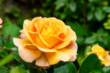 Turuncu gül çiçek bahçesinde