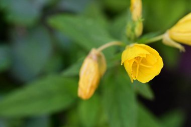 Bahçedeki güzel parlak çiçekler