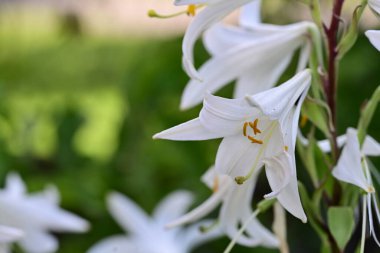 Bahçedeki güzel beyaz çiçekler