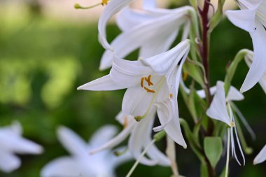 Yazın bahçede güzel zambak çiçekleri.