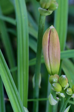 Bahar bahçesinde büyüyen güzel çiçek tomurcuğu 