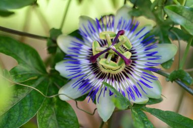 Güzel tutku çiçeği, çiçek konsepti...