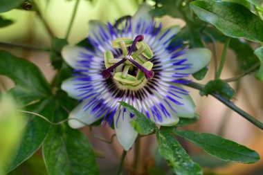 Güzel tutku çiçeği, çiçek konsepti...