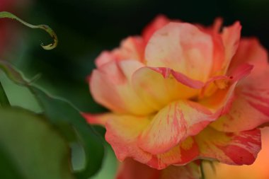 Turuncu gül çiçek bahçesinde