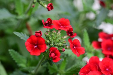 Güzel Phlox davul çiçekleri bahçede. 