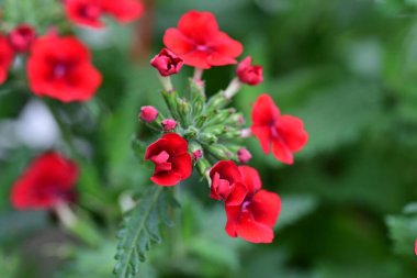 Güzel Phlox davul çiçekleri bahçede. 