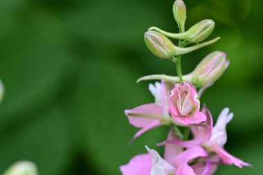 Bahçedeki pembe Delphinium çiçekleri