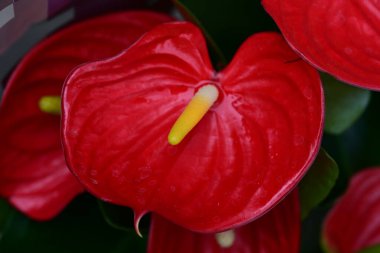 Anthurium kırmızı çiçeği koyu arkaplanda