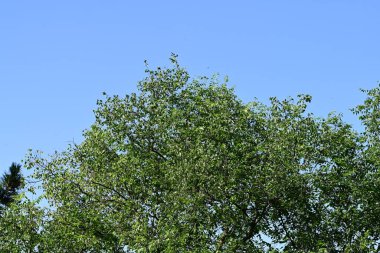 mavi gökyüzü arkaplanlı yeşil ağaç 