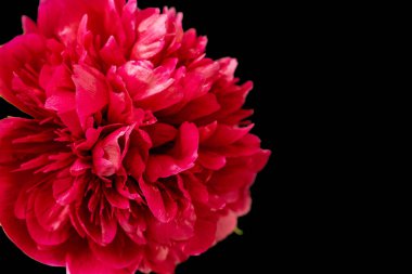 Güzel kırmızı şakayık çiçeği, yakın plan, siyah beyaz arkaplan