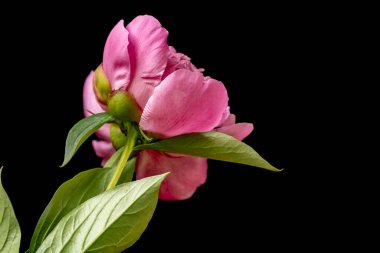 Güzel pembe şakayığı kapat. 