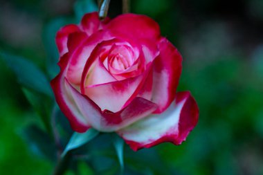 Bahçede güzel bir gül