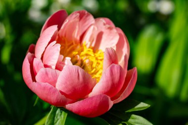 Güzel pembe şakayığı kapat. 