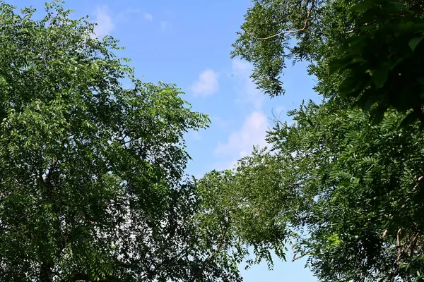 mavi gökyüzü arkaplanlı yeşil ağaç 