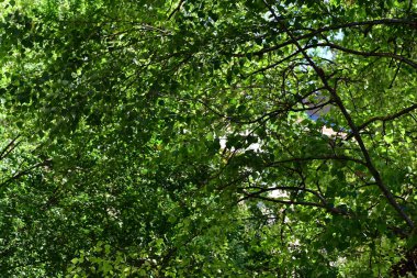 Parktaki yeşil ağaçlar