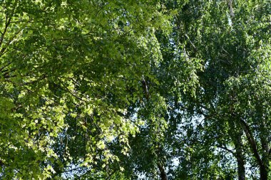 Parktaki yeşil ağaçlar