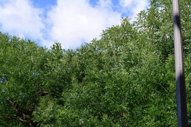 Parktaki yeşil ağaçlar