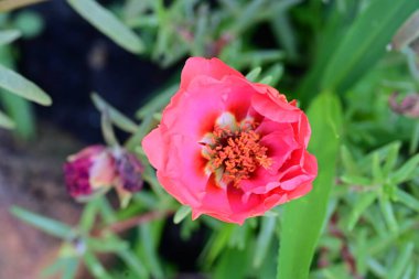 Bahçede yetişen pembe çiçeklere yakın.