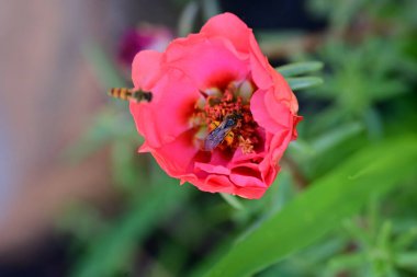 Bahar bahçesinde yetişen güzel çiçek 