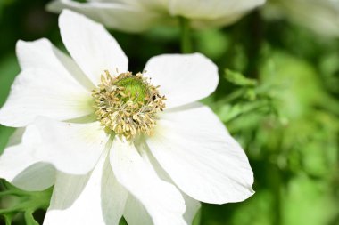 Bahçede büyüyen beyaz çiçekler