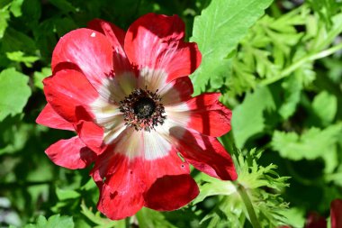 Bahçedeki güzel kırmızı çiçekler