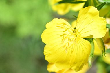 Bahçedeki güzel parlak çiçekler