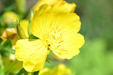 Bahçedeki güzel parlak çiçekler