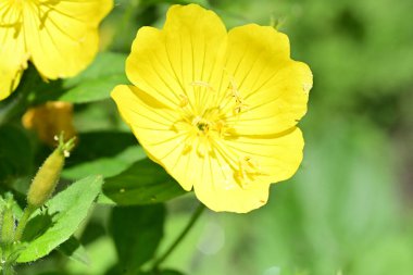 Bahçedeki güzel parlak çiçekler
